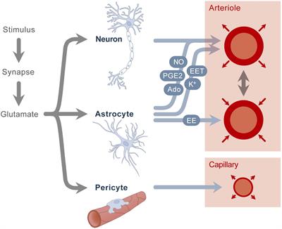 Measurement of Neurovascular Coupling in Neonates